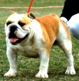 English bulldog : SA CH Clarendon Challenger of Kingrock